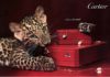 Кошачьи выкрутасы Cartier