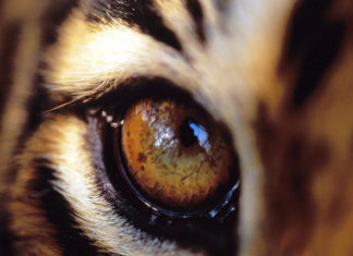 Самоцветы. Тигровый глаз